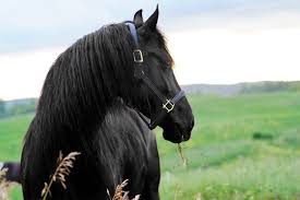 Friesian mare for sale