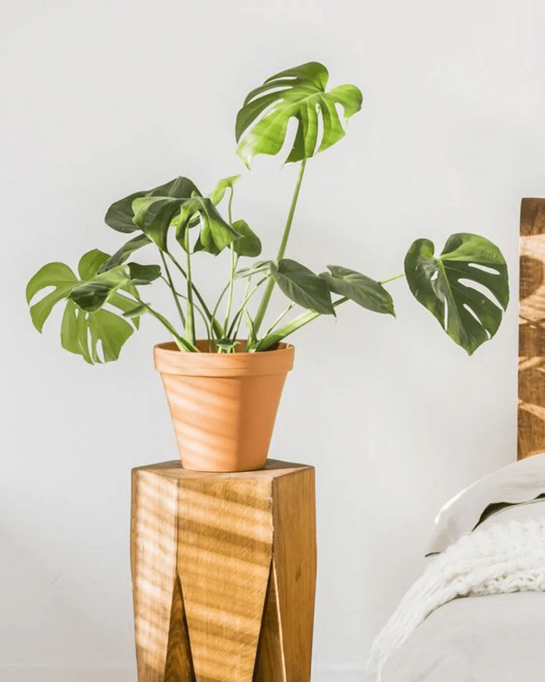 monstera plant dubai