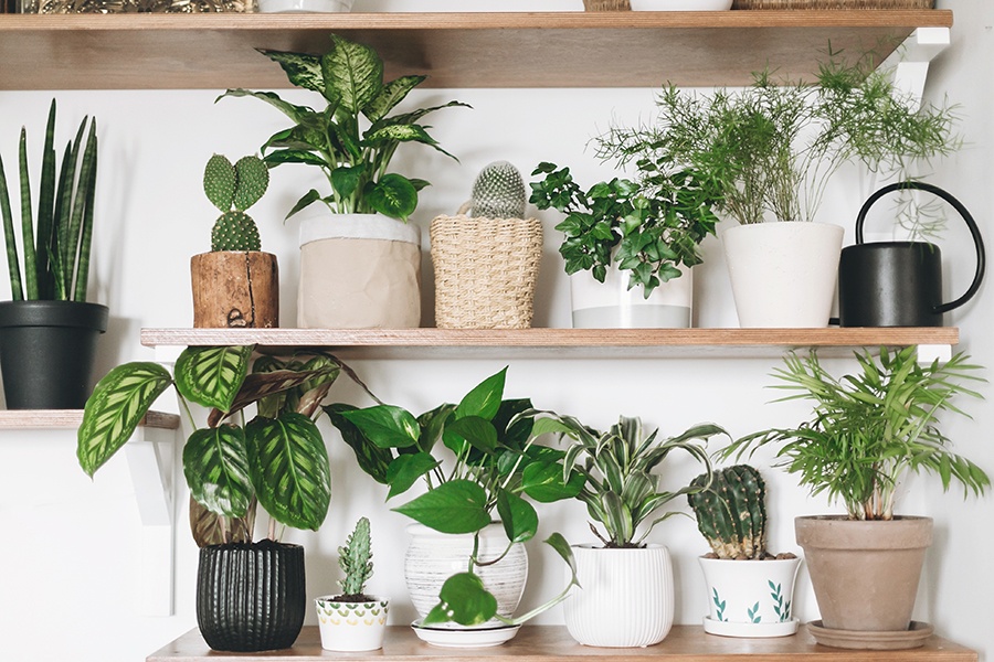 The Best Indoor Plants
