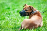 How to train your dog to wear a muzzle?