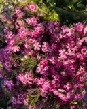 The Joy of Flower Delivery on Mother’s Day: Celebrating Love and Appreciation