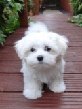 Dogs are generally considered Dog for sale in Delhi Ncr
