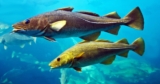 COD Market Size, Industry Share, Growth, Trends, Report 2024-2032