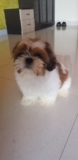 Shih Tzu for sale in Delhi ncr at best price