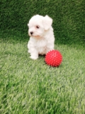 Maltese dogs  for sale. typically have a lifespan of 12 to 15 years