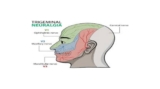 Kolkata’s Renowned Neurosurgeons: Pioneering Trigeminal Neuralgia Treatment