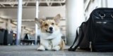 All Nippon Airways Pet in cabin service: A Travel Companion for Your Furry Friend