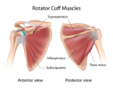 About Rotator Cuff Repair and Treatment