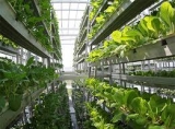 A Glimpse of What Lies Ahead for the Botanical Pesticides Market