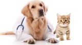 Rising Demand for Animal Parasiticides: Global Market Analysis and Forecast