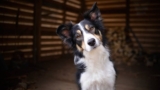 The Ultimate Guide to Choosing the Right Dog Boarding Facility