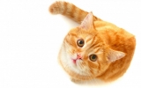 DOLFOS PETS Deliver the Best Quality Premixes for Your Pets