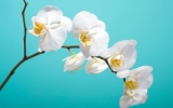 Whatistheplant Offers the Best Plant Identification Solutions