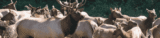 What Makes a Getaway to Estes Park Worth It?