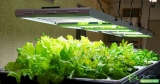 Sunnypower New Energy Co., Ltd Will Help You Find the Best LED Grow Lights