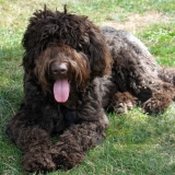 How to Select the Best Labradoodle for You