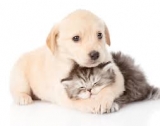 Puss and Pooch Will Help You Find the Ultimate Assortment of Pet Products