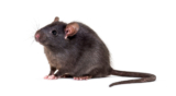 Safeguarding Your Home from Rodent Infestations