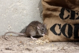 Effective Pest Control Methods You Should Know